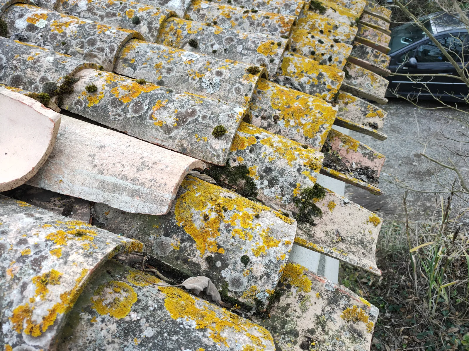 Tuiles canal couvertes de lichens et mortier dégradé entre les tuiles, sur une maison à Balma